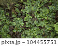 ジャゴケ　苔の仲間 104455751