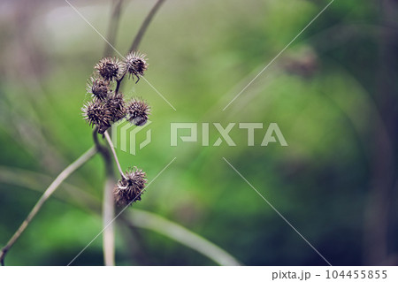 A prickly burdock flower, against the background of a blurred herb garden. Flowering medicinal plant burdock, prickly burdock. High quality photo A prickly burdock flower, against the background of a blurred herb garden. Flowering medicinal plant burdock, prickly burdock. High quality photo 104455855
