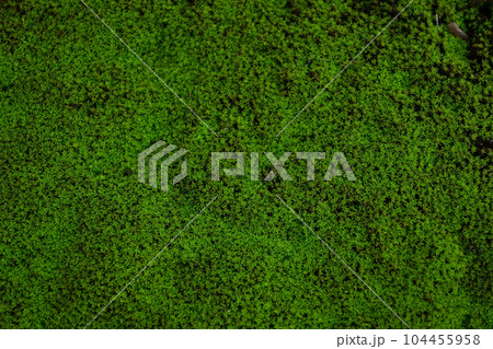 コケ コケ 104455958