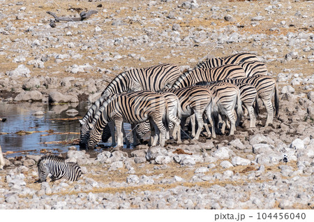 Zebras near the Homob Fountain waterhole in Etosha Zebras near the Homob Fountain waterhole in Etosha 104456040