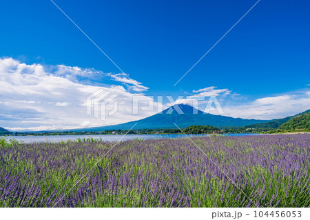 (山梨県)青空の下、大石公園のラベンダーと富士山 (山梨県)青空の下、大石公園のラベンダーと富士山 104456053