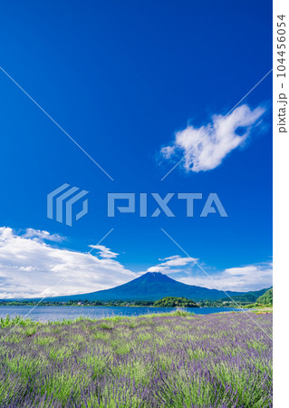 (山梨県)青空の下、大石公園のラベンダーと富士山 (山梨県)青空の下、大石公園のラベンダーと富士山 104456054