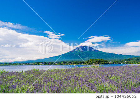 （山梨県）青空の下、大石公園のラベンダーと富士山 104456055