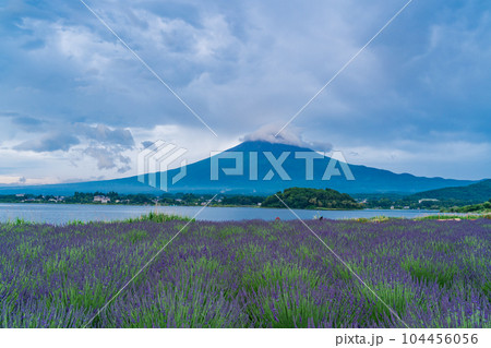 （山梨県）青空の下、大石公園のラベンダーと富士山 104456056