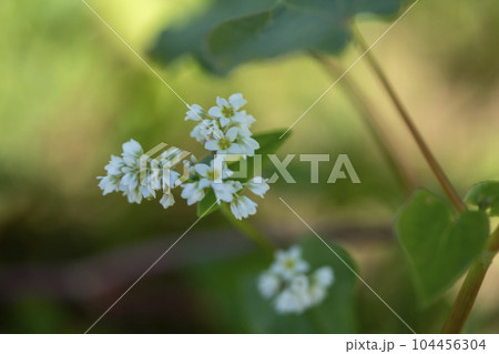 蕎麦の花 蕎麦の花 104456304