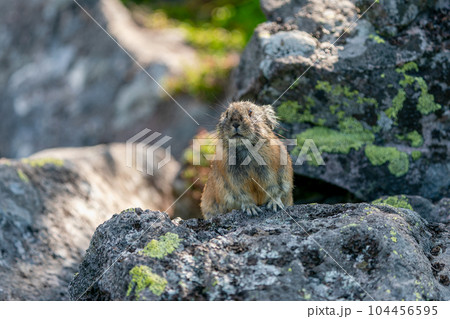朝日当たるガレ場で日向ぼっこするエゾナキウサギ 104456595