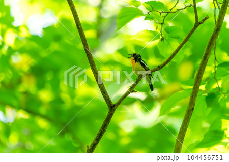 透過光で輝く新緑を背景に囀るキビタキ 104456751