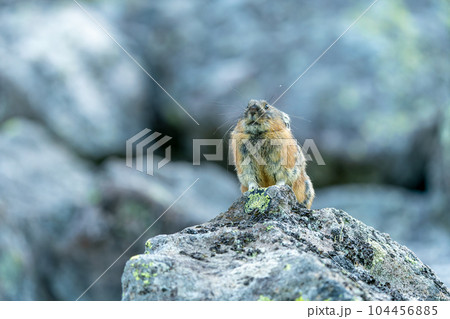 早朝のガレ場で瞑想するエゾナキウサギ 早朝のガレ場で瞑想するエゾナキウサギ 104456885