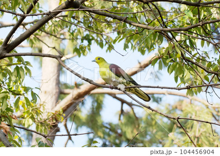 木にとまっているアオバト 104456904