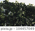 木々の陰影が美しい写真素材 104457049