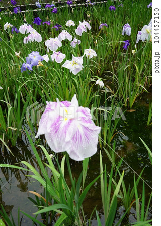 花菖蒲 花菖蒲 104457150
