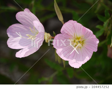 昼咲き月見草の花 104457252