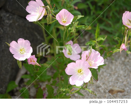 昼咲き月見草の花 104457253