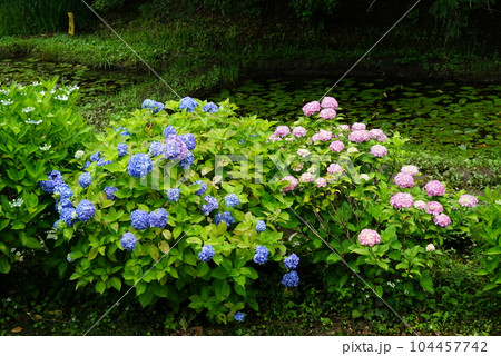 紫陽花の花 104457742