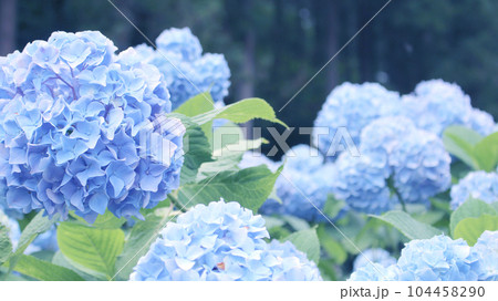 紫陽花の森 紫陽花の森 104458290