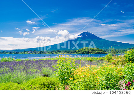 (山梨県)青空の下、大石公園の花々と富士山 (山梨県)青空の下、大石公園の花々と富士山 104458366
