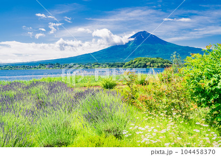 （山梨県）青空の下、大石公園の花々と富士山 104458370