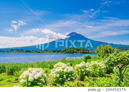 （山梨県）青空の下、大石公園の花々と富士山 104458374