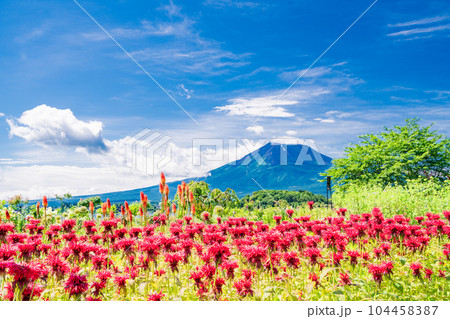 （山梨県）青空の下、大石公園の花々と富士山 104458387