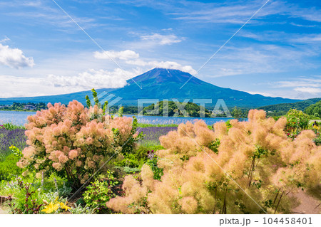 （山梨県）青空の下、大石公園の花々と富士山 104458401