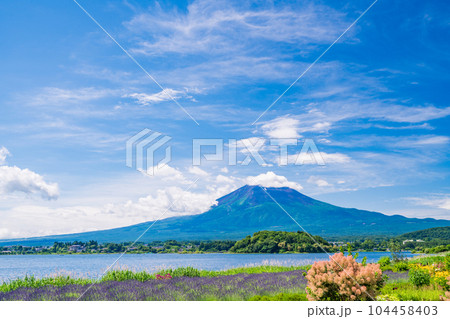 （山梨県）青空の下、大石公園の花々と富士山 104458403