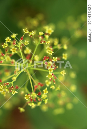 スモークツリー（煙の木）の赤い蕾 104458429