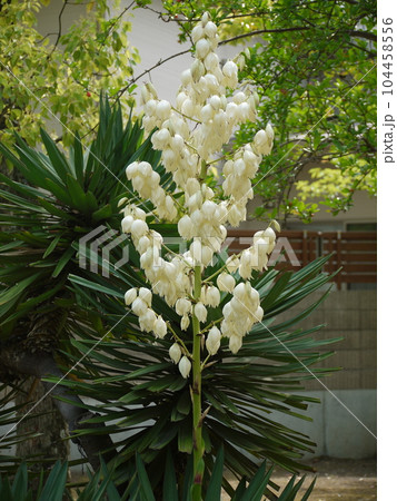 キミガヨランの花 104458556