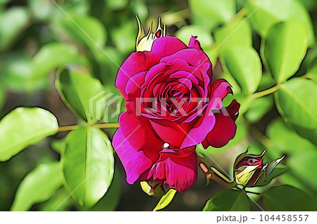 パステル調　”満開のバラの花”　イラストイメージ 104458557