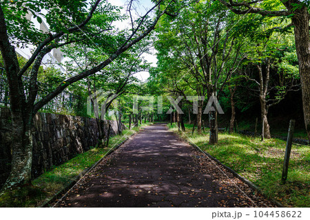 奈良住宅街の夏　さくらのトンネル(帰り道) 104458622