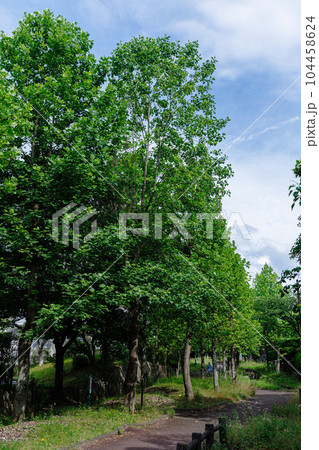 奈良住宅街の夏 聳え立つプラタナス 奈良住宅街の夏 聳え立つプラタナス 104458624