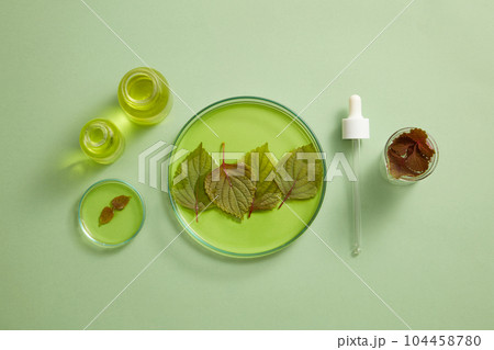Glass petri dishes and two jars filled with essential oil with beefsteak leaves. A dropper featured. Beefsteak Plant (Perilla frutescens) essential oil exhibits strong antioxidant capacity 104458780