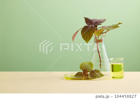 An erlenmeyer flask, petri dish and beaker of fresh beefsteak leaves with yellow solutions. Blank space in the left side for cosmetic product promotion of Beefsteak Plant (Perilla frutescens) extract 104458827