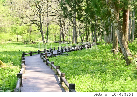 姫川源流域を廻る木製の遊歩道 104458851