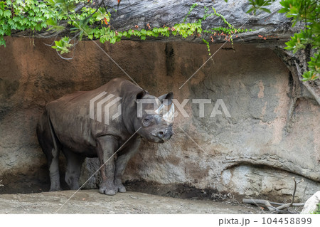クロサイ(ヒガシクロサイ)天王寺動物園 クロサイ(ヒガシクロサイ)天王寺動物園 104458899