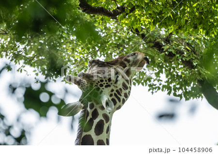 木の葉を食べるキリン 天王寺動物園 アフリカサバンナゾーン 木の葉を食べるキリン 天王寺動物園 アフリカサバンナゾーン 104458906