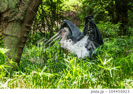 羽ばたくアフリカハゲコウ　天王寺動物園　アフリカサバンナゾーン 104458923