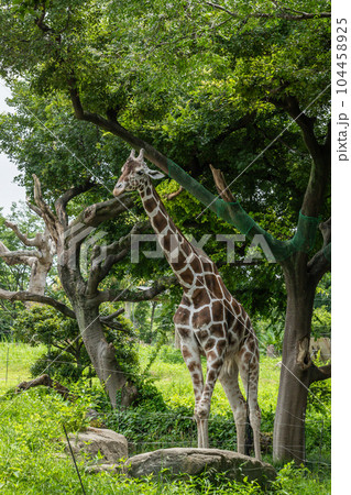 キリン 天王寺動物園 アフリカサバンナゾーン キリン 天王寺動物園 アフリカサバンナゾーン 104458925