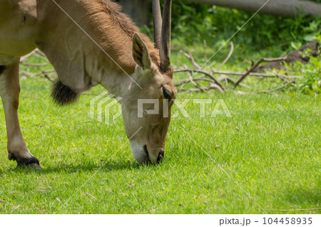 エランド(イランド) 天王寺動物園 エランド(イランド) 天王寺動物園 104458935
