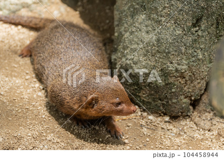 コビトマングース 天王寺動物園 コビトマングース 天王寺動物園 104458944