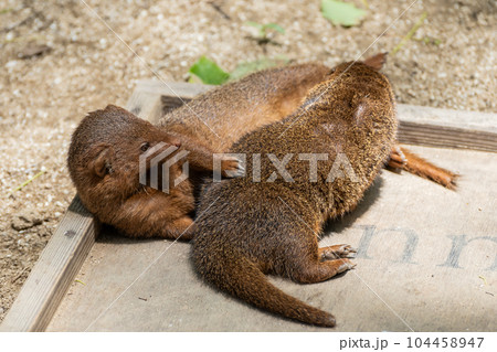 コビトマングース　天王寺動物園 104458947