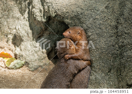 コビトマングース　天王寺動物園 104458951