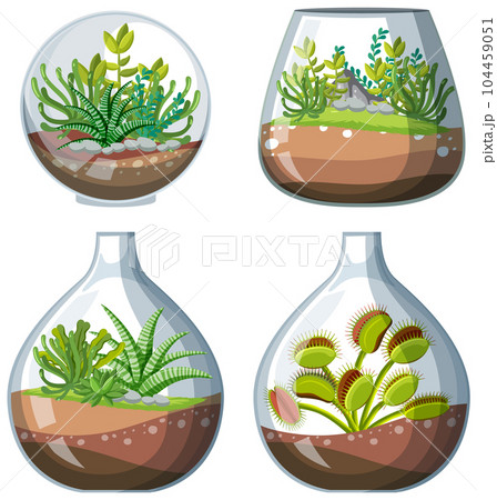 Set of terrarium plant in jar Set of terrarium plant in jar 104459051