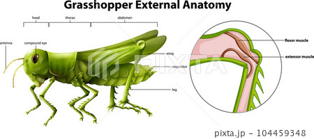 grasshopper leg anatomy