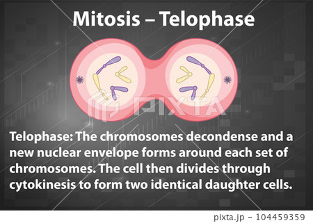 Process of mitosis telophase with explanations 104459359