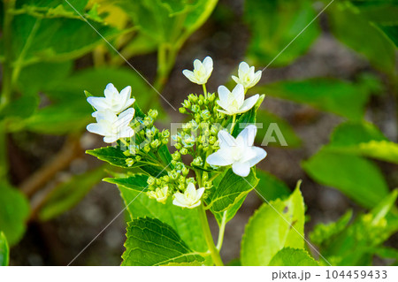 六甲山にある神戸市立森林植物園で満開のアジサイ（スミダノハナビ） 104459433