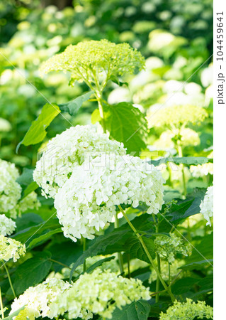 六甲山にある神戸市立森林植物園で満開のアジサイ（アナベル） 104459641