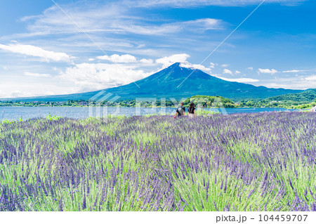 (山梨県)夏空の下、大石公園のラベンダーと富士山 (山梨県)夏空の下、大石公園のラベンダーと富士山 104459707