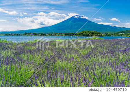 (山梨県)夏空の下、大石公園のラベンダーと富士山 (山梨県)夏空の下、大石公園のラベンダーと富士山 104459710