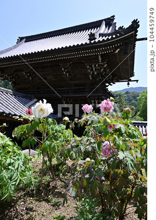 長谷寺　牡丹 104459749