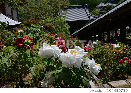 長谷寺　牡丹 104459750